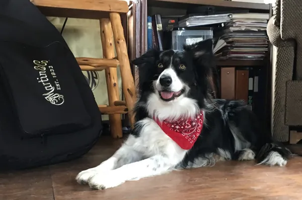 Judy's border collie in a red bandana guarding the Martin guitar case
